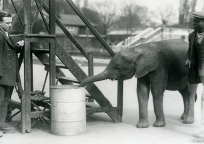 شابة أفريقية Pygmy Elephant Oojah تحقق في برميل مع جذعها ، بينما ينظر حارسها ومدربها ، حديقة حيوان لندن ، يوليو 1925 بواسطة فريدريك وليام بوند