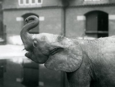 شابة أفريقية Pygmy Elephant Oojah ترفع جذعها في حديقة حيوان لندن ، أغسطس 1925 بواسطة فريدريك وليام بوند