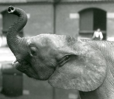 شابة أفريقية Pygmy Elephant Oojah ترفع جذعها في حديقة حيوان لندن ، أغسطس 1925 بواسطة فريدريك وليام بوند