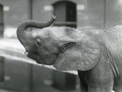 شابة أفريقية Pygmy Elephant Oojah ترفع جذعها في حديقة حيوان لندن ، يوليو 1925 بواسطة فريدريك وليام بوند
