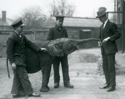 شابة أفريقية Pygmy Elephant Oojah ترفع جذعها للعلاج في حديقة حيوان لندن ، يونيو 1925 بواسطة فريدريك وليام بوند