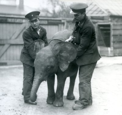 شابة أفريقية Pygmy Elephant Oojah مع حارسين في حديقة حيوان لندن في أبريل 1925 بواسطة فريدريك وليام بوند