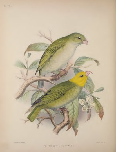Psittirostra Psittacea ، من "Aves Hawaiienses: The Bird of the Sandwich Islands" بقلم سكوت ب. ويلسون بواسطة فريدريك ويليام فروهاوك