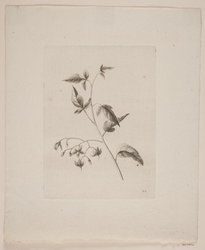 عزر الأزهار بواسطة فريدريك شيبلرن