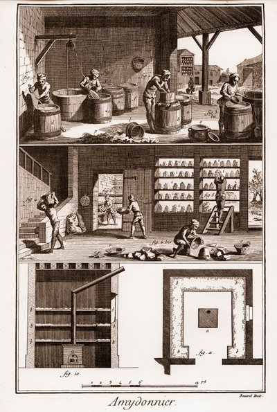AMDONIER - Amydonnier - "" The Great Encyclopedie، ou Dictionnaire Raisonne des Sciences، des Arts et des Metiers "(موسوعة أو قاموس العلوم والفنون والمهن) بقلم دينيس ديدرو (1713-1784) وجان دالمبيرت (1717- 1783). بواسطة المدرسة الفرنسية