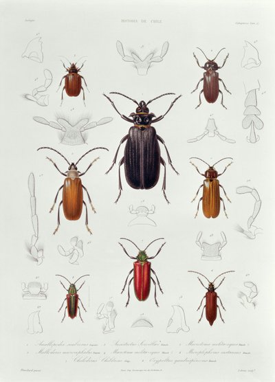 العثور على مجموعة من Coleoptera في تشيلي ، التوضيح من "هيستوريا دي تشيلي" ، منقوش بواسطة Lebrun ، 1854 بواسطة المدرسة الفرنسية