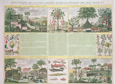 وصف للنباتات والأشجار والحيوانات والأسماك الموجودة في جزر الأنتيل ، توضيح من Histoire Generale des Antilles Habitees par les Francois Vol. 2 بقلم جان بابتيست دو تيرتري (1610-1687) بواسطة المدرسة الفرنسية