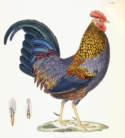 دجاجة ، اللوحة 232 ، من "مجموعة جديدة من أطباق" الطيور "الملونة ، 1820-1839 بواسطة المدرسة الفرنسية