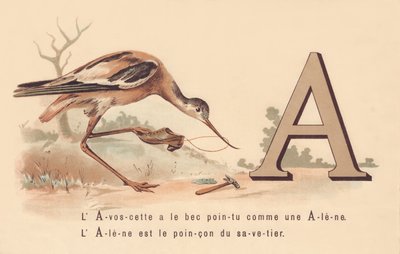 ج: لافوسيت لديها منقار مدبب مثل Alene. Alene هي السمة المميزة للمخلص بواسطة المدرسة الفرنسية