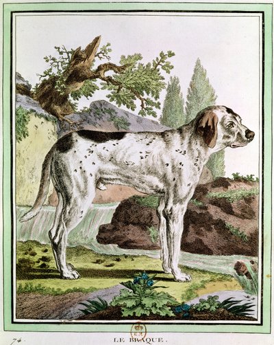 مؤشر ، رسم توضيحي من هيستوار ناتوريل بقلم جورج لويس لوكلير (1707-88) عدد بوفون ، 1749-1804 بواسطة المدرسة الفرنسية