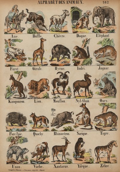 A to Z of animals (coloured engraving) بواسطة المدرسة الفرنسية