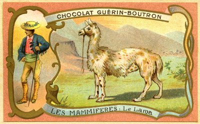 الإعلان عن الطباعة الحجرية الملونة للشوكولاتة Guerin Boutron ، الثدييات ، اللاما بواسطة المدرسة الفرنسية