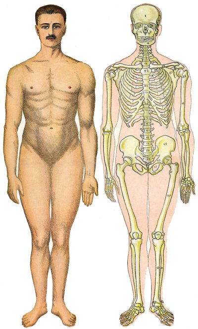 ورقة تشريحية قابلة للطي للموسوعة العملية الجديدة للطب والصحة ، للدكتور ريهم ، مكتبة Aristide Quillet 1922 - وجه جسم الإنسان - رجل عاري بدون جنس ظاهر (جنس اللثة) بجوار هيكله العظمي بواسطة المدرسة الفرنسية