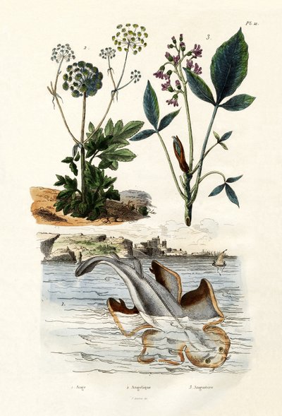 Angelshark ، 1833-1839 بواسطة المدرسة الفرنسية