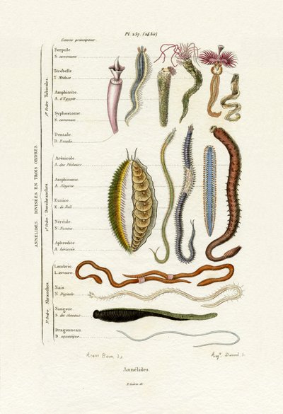 Annelids ، 1833-1839 بواسطة المدرسة الفرنسية