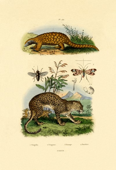 آكل النمل ، 1833-1839 بواسطة المدرسة الفرنسية