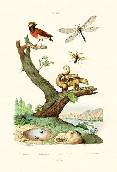 النمل ، 1833-1839 بواسطة المدرسة الفرنسية