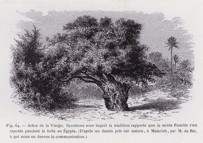 شجرة العذراء الجميز الذي تفيد التقاليد بموجبه أن العائلة المقدسة استقرت أثناء الرحلة إلى مصر ، من رسم مأخوذ من الطبيعة ، في المطرية ، بواسطة إم دي بار ، الذي ندين له بالتواصل (نقش) بواسطة المدرسة الفرنسية