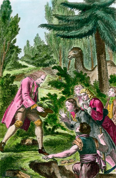 برنار دي جوسيو (1699-1777) زرع أرز لبنان في حديقة النباتات في باريس عام 1734. نقش القرن الثامن عشر. بواسطة المدرسة الفرنسية