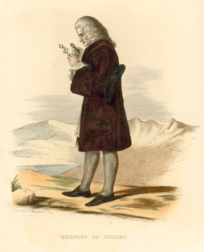 Bernard de Jussieu (coloured engraving) بواسطة المدرسة الفرنسية