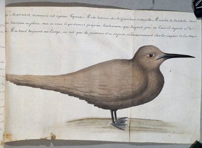 Bird called Foyroux (Tern), Cape Frio, Brazil, watercolour from log book by Jacques Gouin de Beauchesne (1652-1730), captain of Compagnie royale de la Mer du Sud, from 1698 to 1701, France بواسطة المدرسة الفرنسية