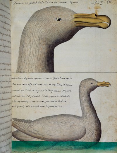 Bird from Strait of Magellan, watercolour from log book by Jacques Gouin de Beauchesne (1652-1730), captain of Compagnie royale de la Mer du Sud, from 1698 to 1701, France بواسطة المدرسة الفرنسية