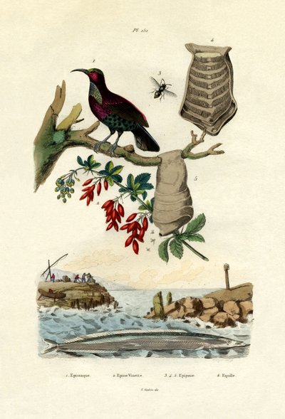 طائر الجنة ، 1833-1839 بواسطة المدرسة الفرنسية
