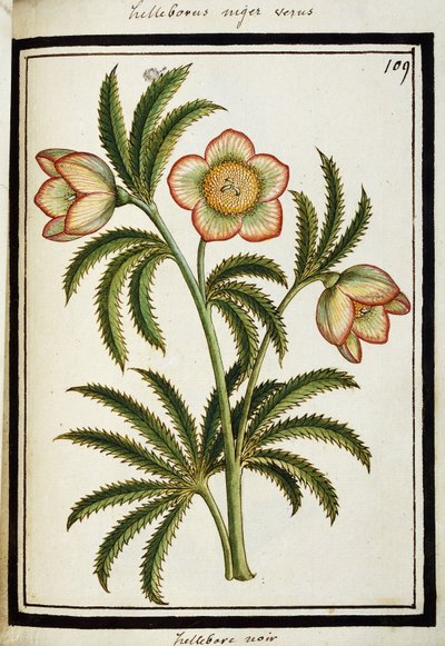 Black Hellebore ، c.1700 بواسطة المدرسة الفرنسية