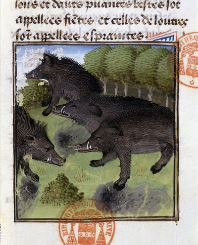 Boars - in “” Hunting Book of Gaston Phoebus, Count of Foix, Lord of Béarn”” بواسطة المدرسة الفرنسية