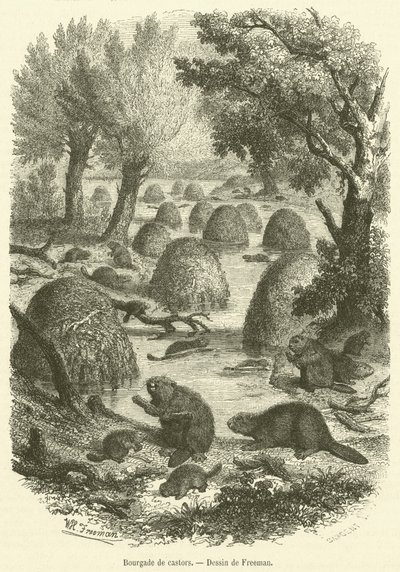 Bourgade de castors (engraving) بواسطة المدرسة الفرنسية