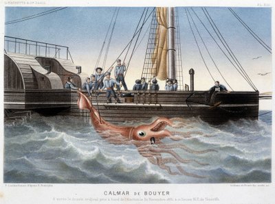 Bouyer squid - in “” Le monde de la mer”” by Alfred Fredol, Hachette, Paris بواسطة المدرسة الفرنسية