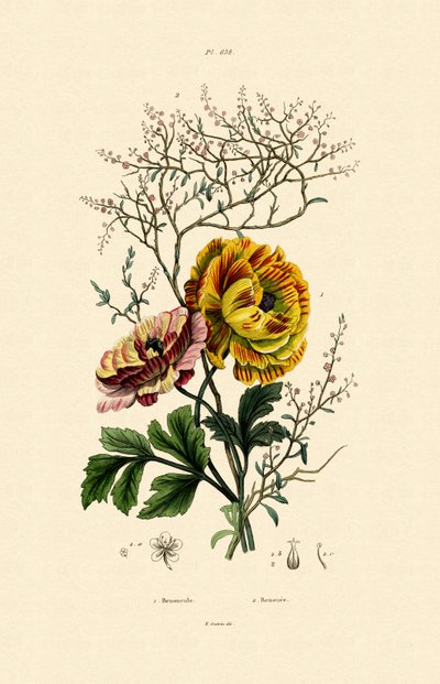 الحوذان ، 1833-1839 بواسطة المدرسة الفرنسية