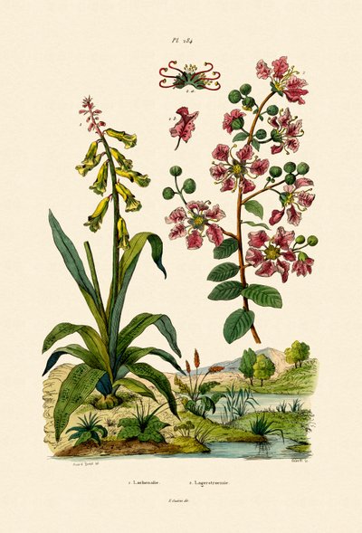 كيب كاوسليب ، 1833-39 بواسطة المدرسة الفرنسية