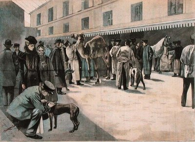 رعاية جمل في المدرسة الوطنية البيطرية في ألفورت ، حوالي 1898-99 (نقش ملون) بواسطة المدرسة الفرنسية