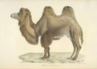 جمل بكتري ، جمل بكتري ، من التاريخ الطبيعي للثدييات (لون ليثو) بواسطة المدرسة الفرنسية