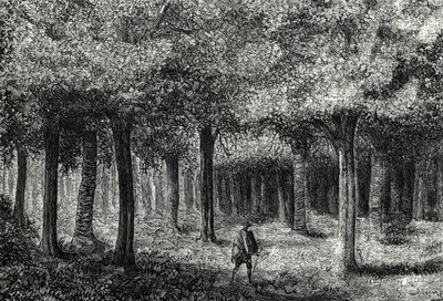 غابة شجر الكينا تنتج لحاء الكينا لعلاج الملاريا ، بيرو (نقش) 1888 بواسطة المدرسة الفرنسية