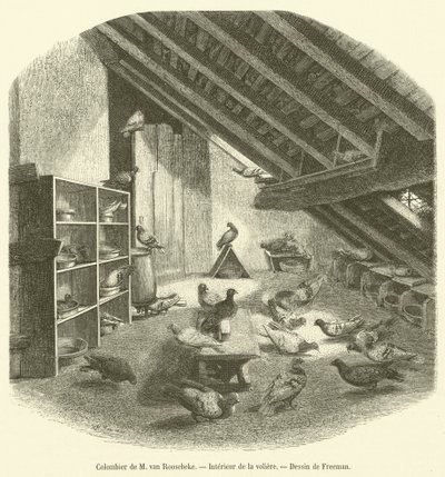 Colombier de M van Roosebeke ، Interieur de la aviary (نقش) بواسطة المدرسة الفرنسية