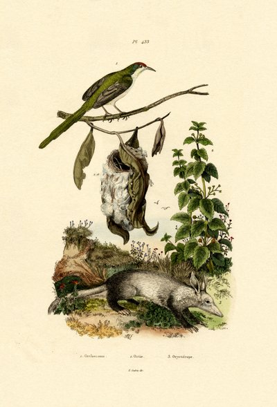 المشتركة Tailorbird ، 1833-1839 بواسطة المدرسة الفرنسية