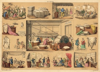 Cotton (coloured engraving) بواسطة المدرسة الفرنسية