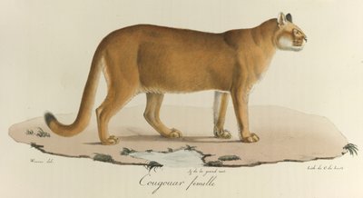 كوغار ، أنثى كوغار ، من "Histoire Naturelle des Mammères" (لون ليثو) بواسطة المدرسة الفرنسية