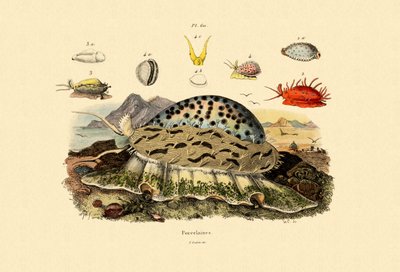 قذائف Cowrie ، 1833-1839 بواسطة المدرسة الفرنسية