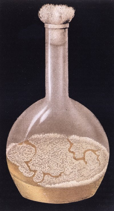 ثقافة السل البشري ، من La Tuberculose et son Bacile بواسطة Isidore Strauss (1845-96) 1895 بواسطة المدرسة الفرنسية