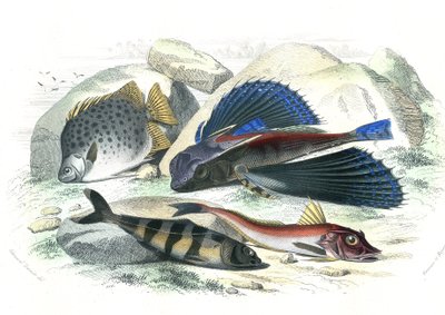 Dactyloptere pirapede (Dactylopterus pirapeda) السمك الطائر، Chetodon argus (scatophagus argus)، Centronote Pilote (echeneis naucrate)، Trigle Lyre (Genicanthus Melanospilos) - لوحة مستخرجة من Histoire Naturelle بواسطة برنارد جيرمان دي لاسيبيدي (1856-192) بواسطة المدرسة الفرنسية
