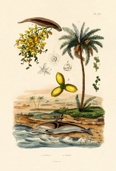 النخيل ، 1833-1839 بواسطة المدرسة الفرنسية