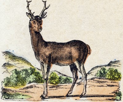 الغزال. نقش في "" Alphabet des animaux sauvages "". 9th الدوري. صور إبينال ، بيليرين ، ناشر طابعة ، حوالي عام 1870. نقوش على الخشب ، مطبوعة. 16 صفحة. الأبعاد: 20 × 15 سم. مجموعة خاصة بواسطة المدرسة الفرنسية