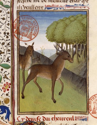 Deer and deer - in “” The Hunting Book of Gaston Phoebus, Count of Foix, Lord of Béarn”” بواسطة المدرسة الفرنسية
