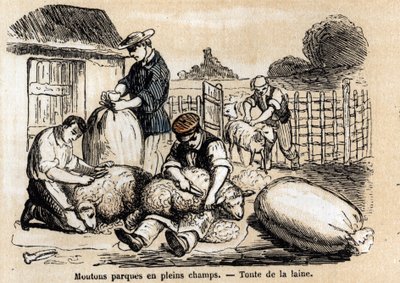 وصف استخدامات ومنتجات الأغنام المختلفة: تقطيع الأغنام. لوحة "" Les moutons "في" "تعليمات les Recreations" "لوحة Synoptique بواسطة Jules DELBRUCK ، نقش من عام 1860. مجموعة خاصة. بواسطة المدرسة الفرنسية