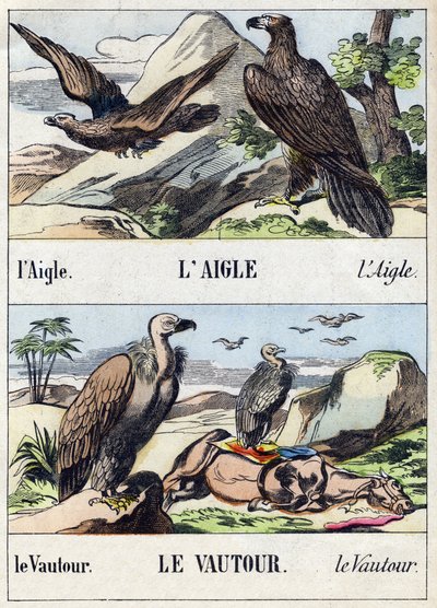 النسر والنسر. نقش في "Buffon Alphabet des Oiseaux n 1". 3rd Serie N 1. تصوير إبينال ، إبينال ، أواخر القرن التاسع عشر. 16 صفحة. قاتمة: 28x21 سم بواسطة المدرسة الفرنسية