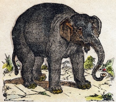 فيل. نقش في "" Alphabet des animaux sauvages "". 9th الدوري. صور إبينال ، بيليرين ، ناشر طابعة ، حوالي عام 1870. نقوش على الخشب ، مطبوعة. 16 صفحة. الأبعاد: 20 × 15 سم. مجموعة خاصة بواسطة المدرسة الفرنسية