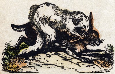 نمس. نقش في "" Alphabet des animaux sauvages "". 9th الدوري. صور إبينال ، بيليرين ، ناشر طابعة ، حوالي عام 1870. نقوش على الخشب ، مطبوعة. 16 صفحة. الأبعاد: 20 × 15 سم. مجموعة خاصة بواسطة المدرسة الفرنسية